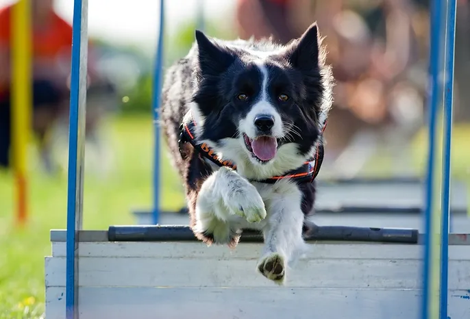 Agility Dog